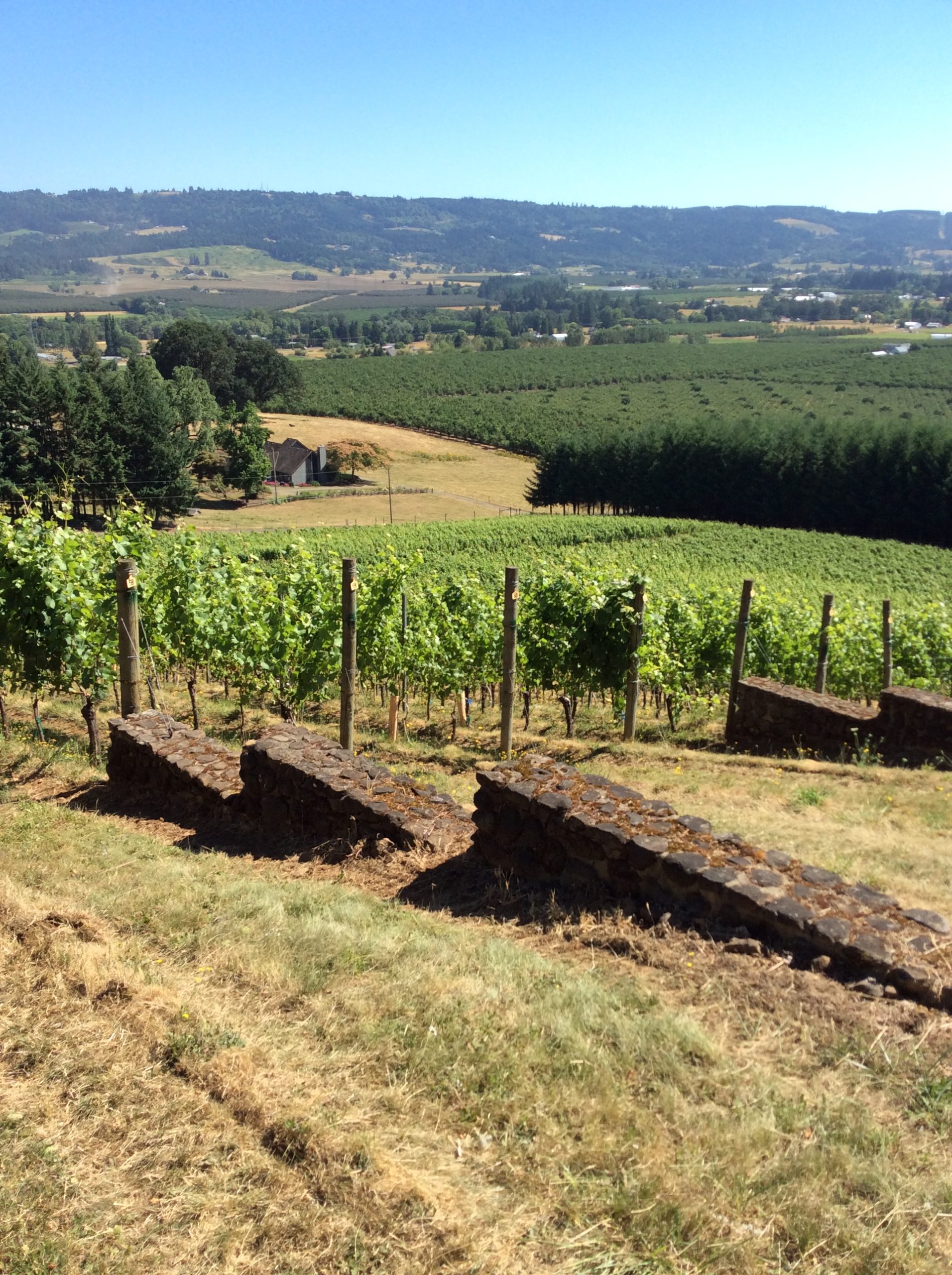 Anderson Family Vineyard Oregon Wine