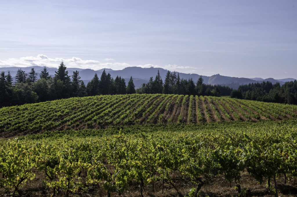 Red Hill Douglas County AVA Wine Region | Oregon Wine